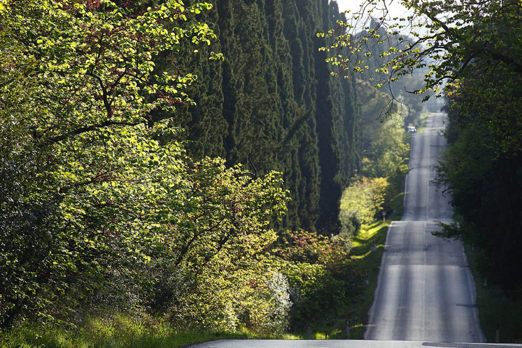 Viale dei Cipressi, Bolgheri, Castagneto Carducci (LI), Toscana, Italia, Europa