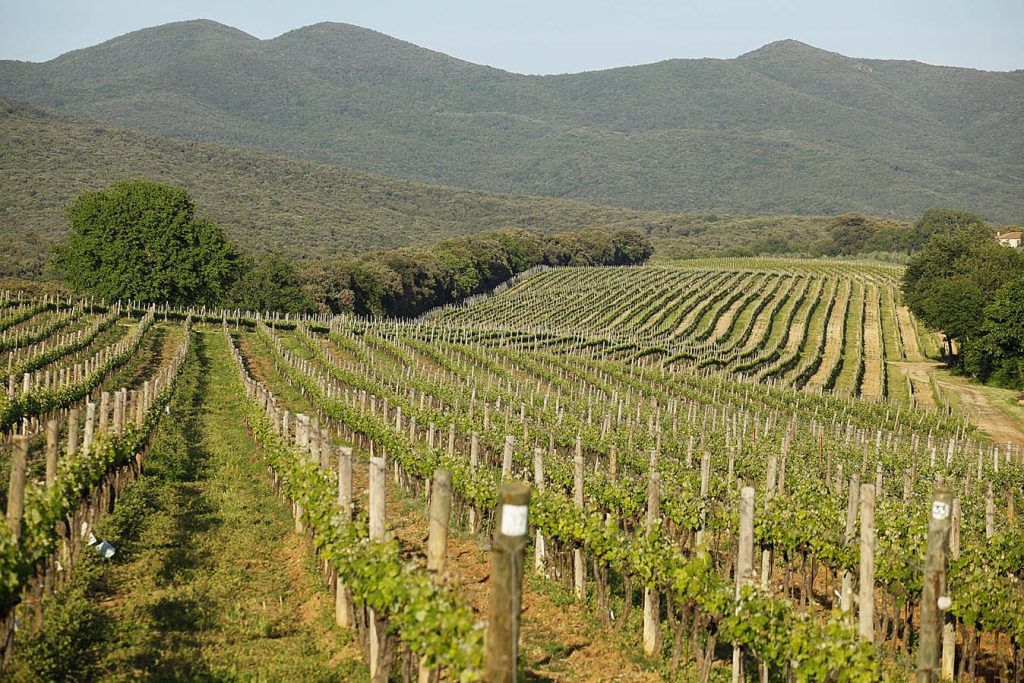 Bolgheri (LI), Toscana, Italia, Europa