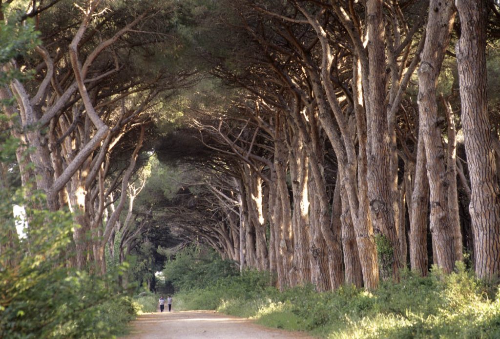 ITALIA, TOSCANA, COSTA DEGLI ETRUSCHI, Castagneto Carducci (LI): Marina di Donoratico, Viale dei Cavalleggeri.